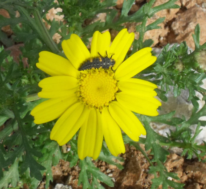 Larva di Coccindellidae